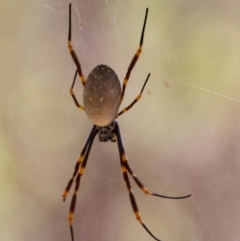 Trichonephila edulis at Moruya, NSW - suppressed