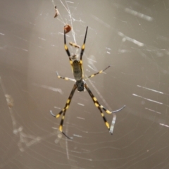 Trichonephila edulis at Moruya, NSW - suppressed