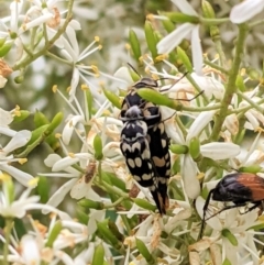 Hoshihananomia leucosticta (Pintail or Tumbling flower beetle) at Hughes, ACT - 7 Jan 2021 by JackyF