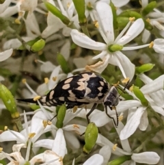 Hoshihananomia leucosticta at Hughes, ACT - 7 Jan 2021 01:23 PM