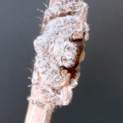 Dolophones sp. (genus) at Broulee Moruya Nature Observation Area - 9 Jan 2021 by LisaH