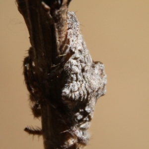 Dolophones sp. (genus) at Moruya, NSW - 10 Jan 2021