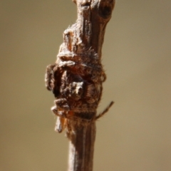 Dolophones sp. (genus) at Moruya, NSW - suppressed