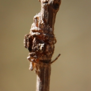 Dolophones sp. (genus) at Moruya, NSW - 10 Jan 2021