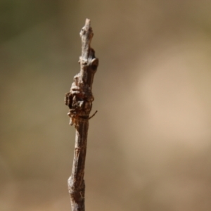 Dolophones sp. (genus) at Moruya, NSW - suppressed