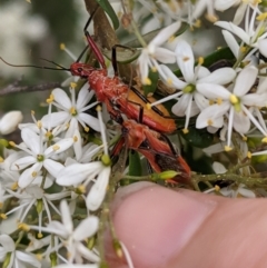 Gminatus australis (Orange assassin bug) at Hughes, ACT - 7 Jan 2021 by JackyF