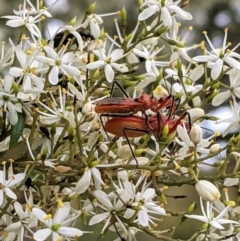 Gminatus australis at Hughes, ACT - 7 Jan 2021