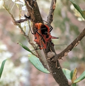 Gminatus australis at Hughes, ACT - 7 Jan 2021