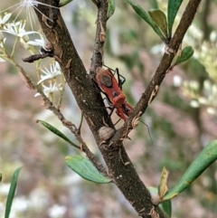 Gminatus australis at Hughes, ACT - 7 Jan 2021 01:53 PM