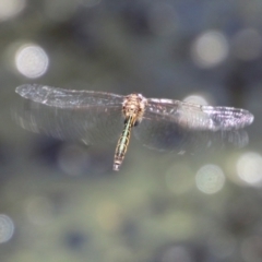 Hemicordulia australiae (Australian Emerald) at Moruya, NSW - 10 Jan 2021 by LisaH