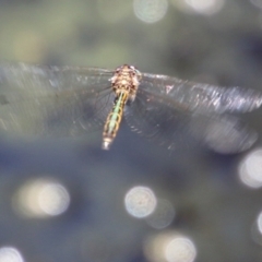 Hemicordulia australiae at Moruya, NSW - 10 Jan 2021