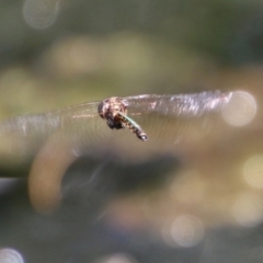 Hemicordulia australiae at Moruya, NSW - 10 Jan 2021