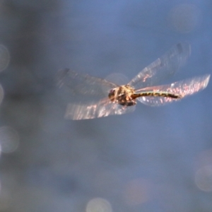 Hemicordulia australiae at Moruya, NSW - suppressed