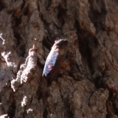 Yoyetta sp. (genus) (Firetail or Ambertail Cicada) at Moruya, NSW - 10 Jan 2021 by LisaH