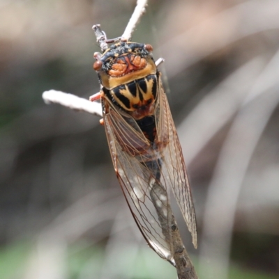 Unidentified Cicada (Hemiptera, Cicadoidea) at Moruya, NSW - 9 Jan 2021 by LisaH