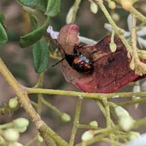 Pentatomidae (family) at Hughes, ACT - 7 Jan 2021