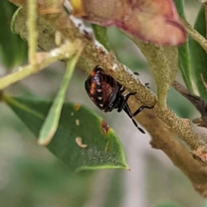 Pentatomidae (family) at Hughes, ACT - 7 Jan 2021