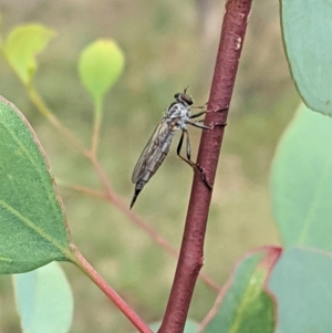 Cerdistus varifemoratus at Hughes, ACT - 7 Jan 2021 02:29 PM