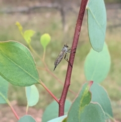 Cerdistus varifemoratus at Hughes, ACT - 7 Jan 2021 02:29 PM