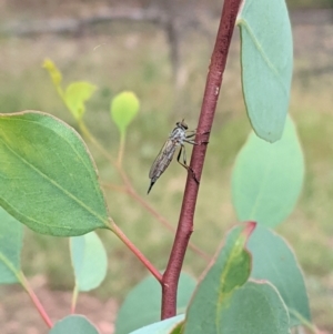 Cerdistus varifemoratus at Hughes, ACT - 7 Jan 2021 02:29 PM