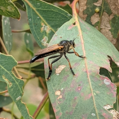 Neoscleropogon sp. (genus) (Robber fly) at Hughes, ACT - 7 Jan 2021 by JackyF