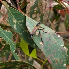 Neoscleropogon sp. (genus) at Hughes, ACT - 7 Jan 2021