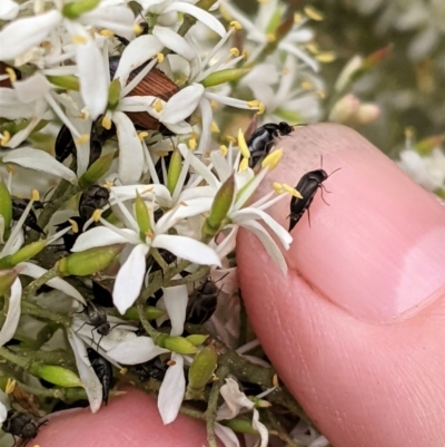 Mordellidae (family) (Unidentified pintail or tumbling flower beetle) at Hughes, ACT - 7 Jan 2021 by JackyF