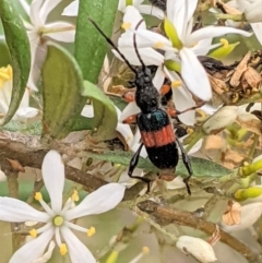 Obrida fascialis (One banded longicorn) at Hughes, ACT - 7 Jan 2021 by JackyF