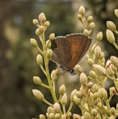 Nacaduba biocellata (Two-spotted Line-Blue) at Hughes, ACT - 7 Jan 2021 by JackyF