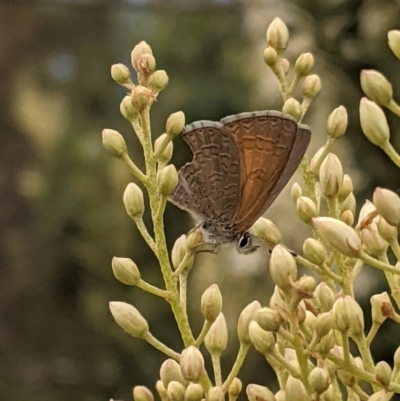 Nacaduba biocellata (Two-spotted Line-Blue) at Hughes, ACT - 7 Jan 2021 by JackyF