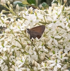 Nacaduba biocellata at Hughes, ACT - 7 Jan 2021