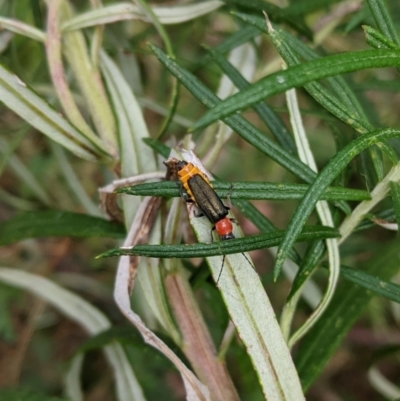 Chauliognathus tricolor (Tricolor soldier beetle) at Deakin, ACT - 7 Jan 2021 by JackyF