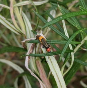 Chauliognathus tricolor at Deakin, ACT - 7 Jan 2021