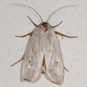 Maroga melanostigma at Melba, ACT - 28 Dec 2020 01:03 AM