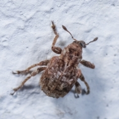 Hyperini (tribe) (Hyperine weevil) at Melba, ACT - 28 Dec 2020 by kasiaaus