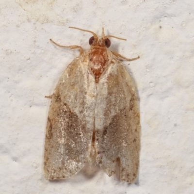 Epiphyas postvittana (Light Brown Apple Moth) at Melba, ACT - 27 Dec 2020 by kasiaaus
