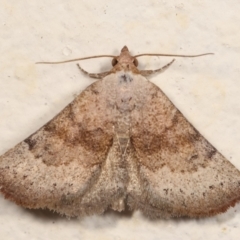 Mataeomera mesotaenia (Large Scale Moth) at Melba, ACT - 27 Dec 2020 by kasiaaus