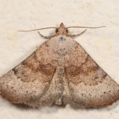 Mataeomera mesotaenia (Large Scale Moth) at Melba, ACT - 27 Dec 2020 by kasiaaus
