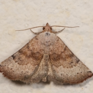 Mataeomera mesotaenia at Melba, ACT - 28 Dec 2020