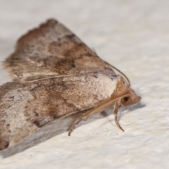 Mataeomera mesotaenia at Melba, ACT - 28 Dec 2020