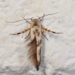 Stathmopoda melanochra (An Oecophorid moth (Eriococcus caterpillar)) at Melba, ACT - 27 Dec 2020 by kasiaaus