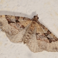 Epyaxa subidaria (Subidaria Moth) at Melba, ACT - 27 Dec 2020 by kasiaaus