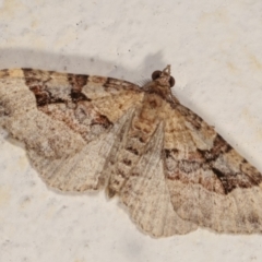 Epyaxa subidaria (Subidaria Moth) at Melba, ACT - 28 Dec 2020 by kasiaaus