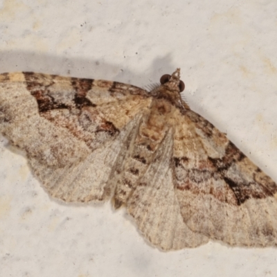 Epyaxa subidaria (Subidaria Moth) at Melba, ACT - 27 Dec 2020 by kasiaaus
