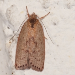 Heliocausta undescribed species (A concealer moth) at Melba, ACT - 27 Dec 2020 by kasiaaus