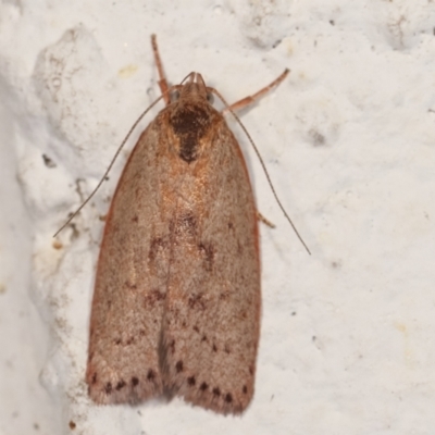 Heliocausta undescribed species (A Concealer moth (Wingia group)) at Melba, ACT - 28 Dec 2020 by kasiaaus