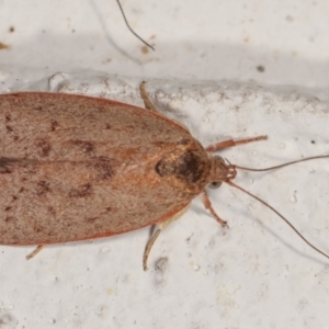 Heliocausta undescribed species at Melba, ACT - 28 Dec 2020