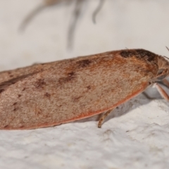 Heliocausta undescribed species at Melba, ACT - 28 Dec 2020 01:01 AM