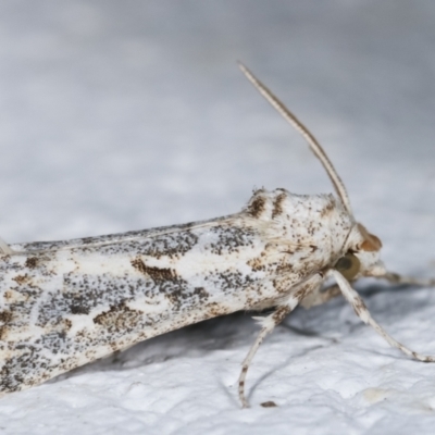 Eremochroa alphitias (Pale X-o Moth) at Melba, ACT - 28 Dec 2020 by kasiaaus
