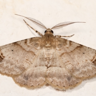 Syneora hemeropa (Ring-tipped Bark Moth) at Melba, ACT - 28 Dec 2020 by kasiaaus